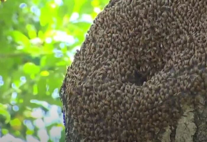 Workers laying optic cable attacked by African bees