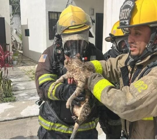 Cozumel firemen rescue cat from burning home