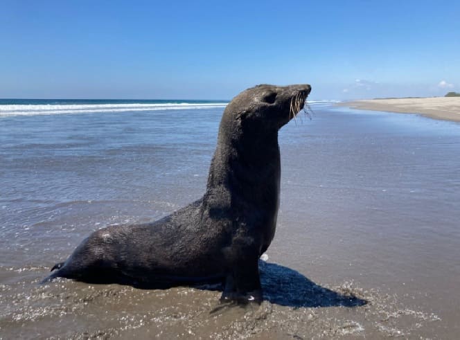 Rare sea lion arrival recorded in Puerto Arista Beach Sanctuary