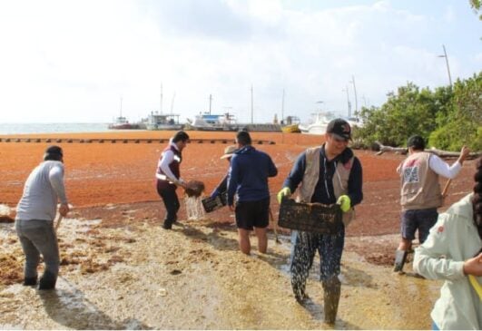 Mahahual removes 100 tons of washed up sargassum