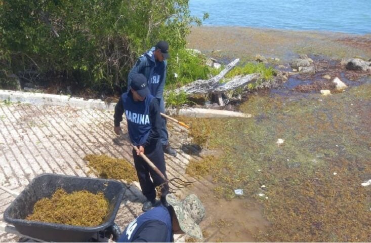 Navy collects 1.5 tons of sargassum off coast of Mahahual