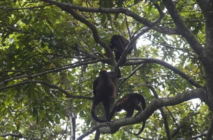 Quintana Roo working with Veracruz on mantled howler money relocation from PDC jungle