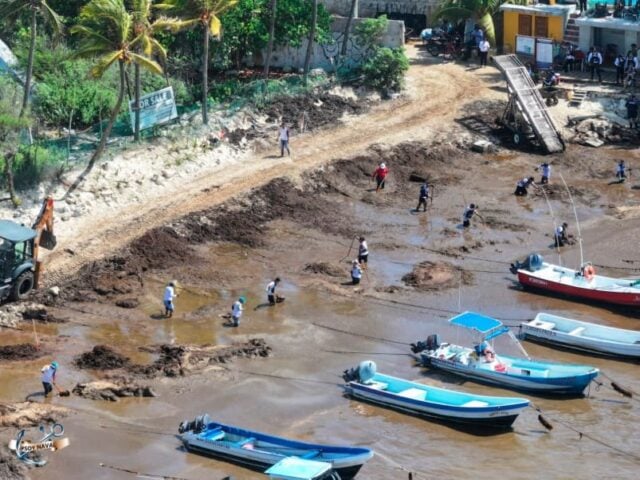 Forecast of 37,600 tons has Mexico determined to use sargassum waste in a very different way