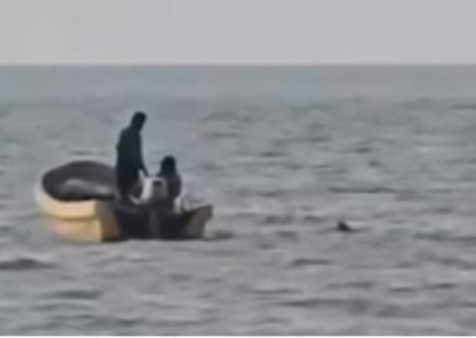 Local fishermen rescue disorientated dogs in bay believed intentionally abandoned
