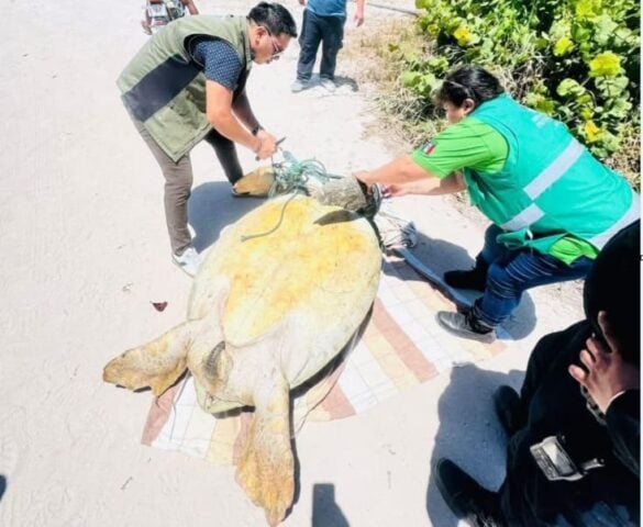 Citizen report leads to rescue of tied up sea turtle off Puerto Morelos beach