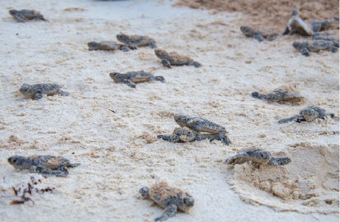 First batch of sea turtle hatchlings released along Quintana Roo coast
