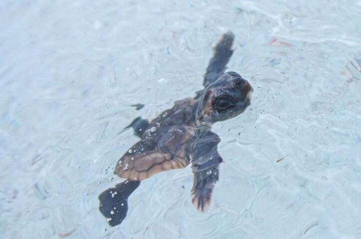 Cozumel Parks reports first sea turtle hatchlings
