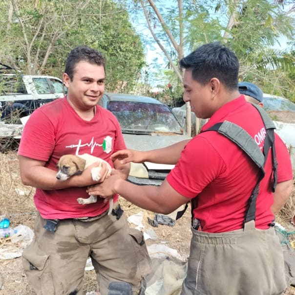 Cancun firemen rescue dog at bottom of 7 meter deep hole