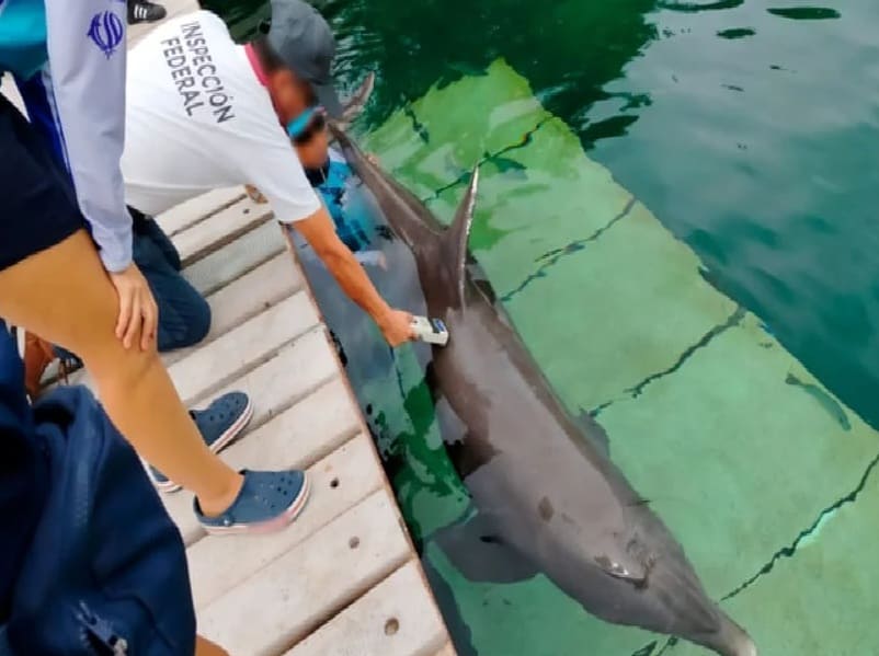 Mexico's Senate votes in favor of new law to protect dolphins used for tourist entertainment