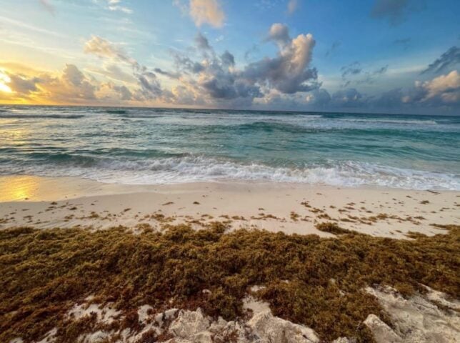 More hands and more money needed to deal with sargassum