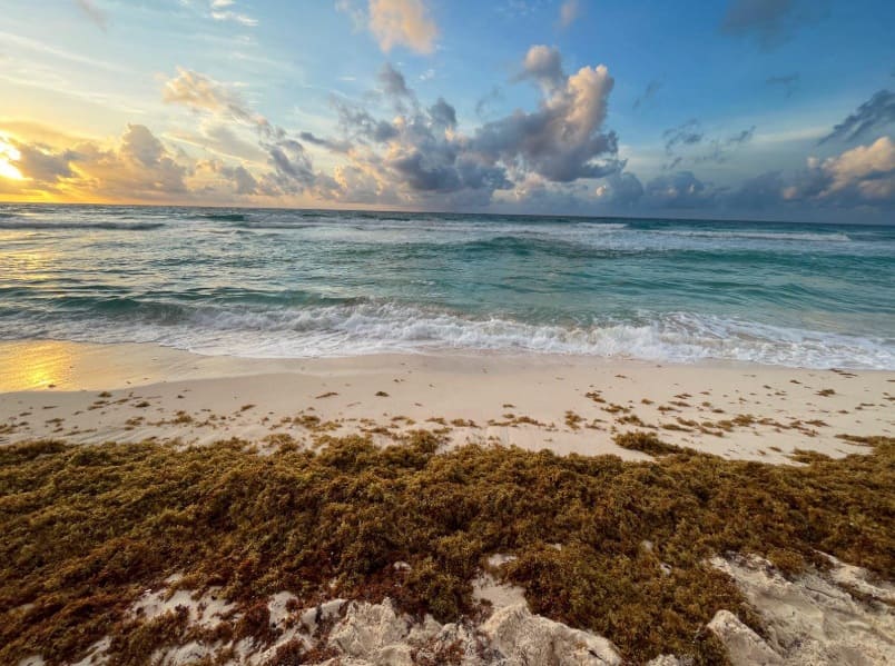 More hands and more money needed to deal with sargassum