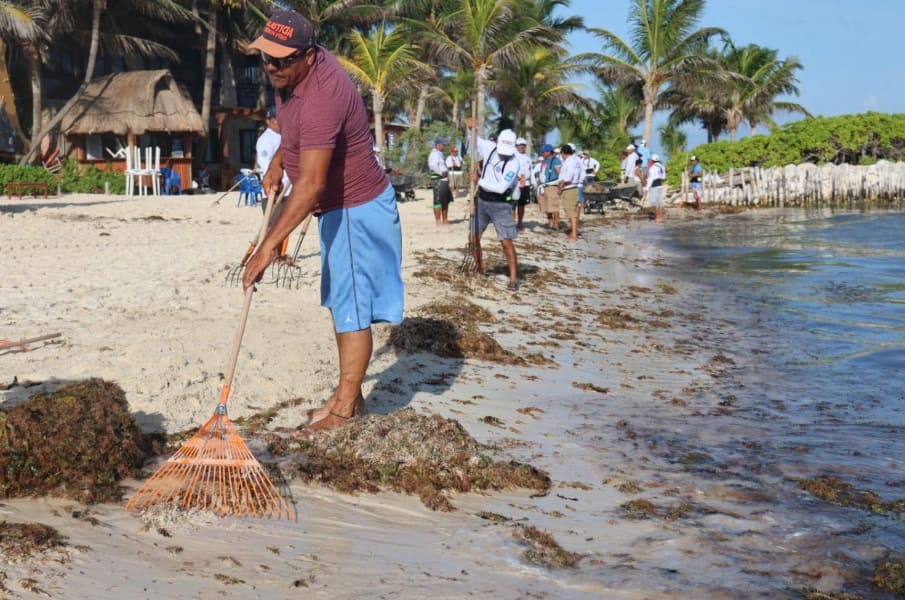 Stormy weather pushes over 130 tons of sargassum onto Isla Mujeres beach