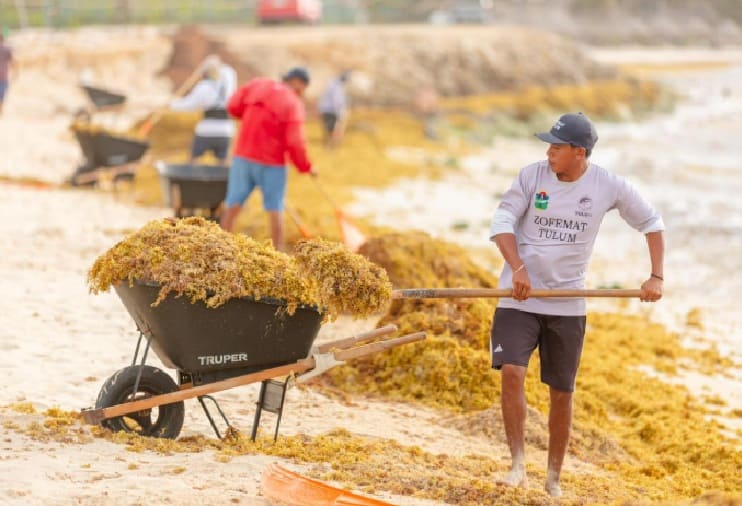 Hundreds participate in simultaneous mass sargassum removal along Quintana Roo coast