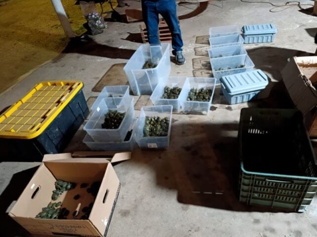 More than 3,200 turtle hatchlings seized during highway check stop