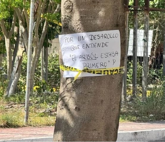 Mayor clarifies "false news" of tree felling during PDC avenue renovation project