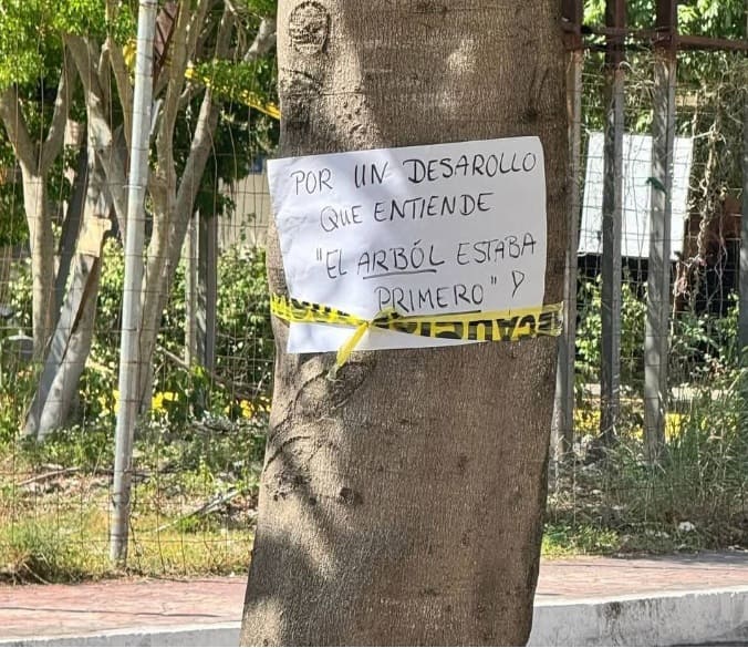 Mayor clarifies "false news" of tree felling during PDC avenue renovation project