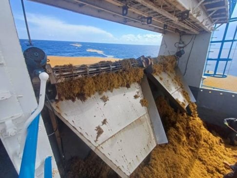 Marina reports more than 44,000 tons of sargassum collected this season