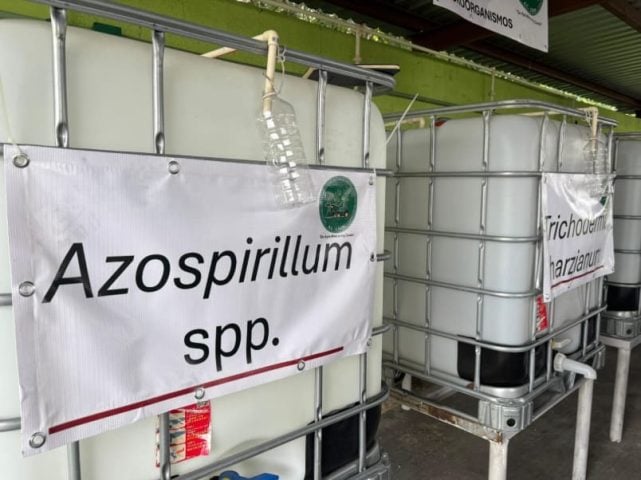Quintana Roo sugarcane producers trained in the use of organic bioinputs