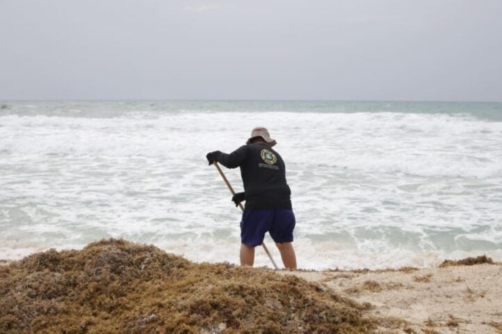 Amount of sargassum arriving now in three days equivalent to one month last year