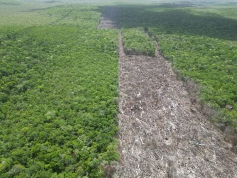 Profepa shuts down illegal clearing of more than 400 hectares in Quintana Roo