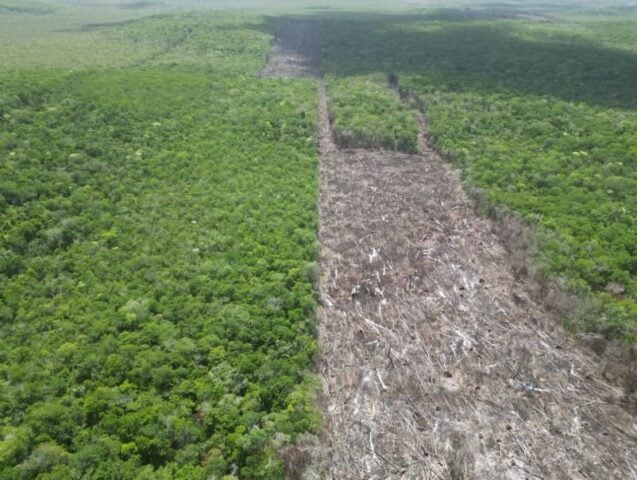 Profepa shuts down illegal clearing of more than 400 hectares in Quintana Roo