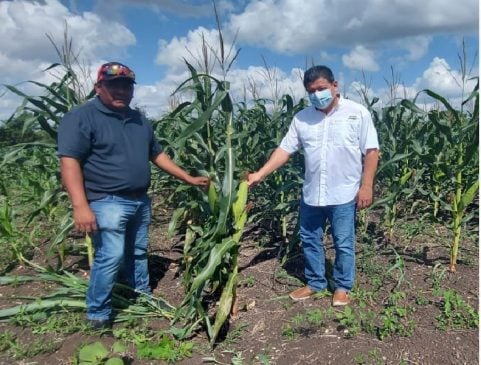Governor says state monitoring Mennonite communities for planting of GM corn fields