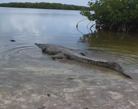 Crocodile nearly 3 meters long relocated from wandering on island highway