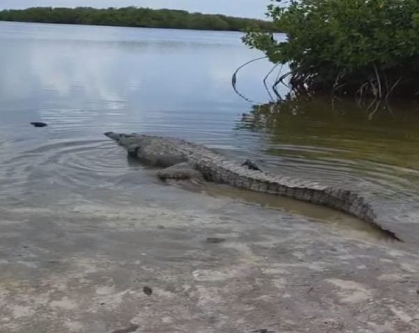 Crocodile nearly 3 meters long relocated from wandering on island highway