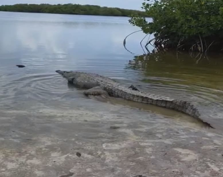 Crocodile nearly 3 meters long relocated from wandering on island highway