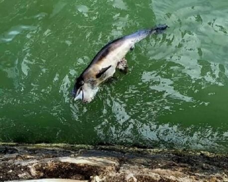 Authorities investigate dolphin calf washed up in Chetumal Bay