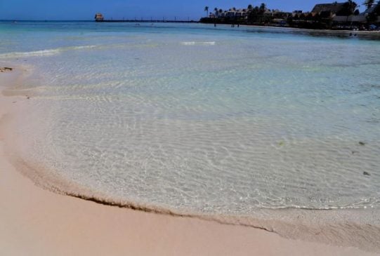 Zofemat reports more than 2,000 tons of sargassum lifted from Isla Mujeres beaches this season