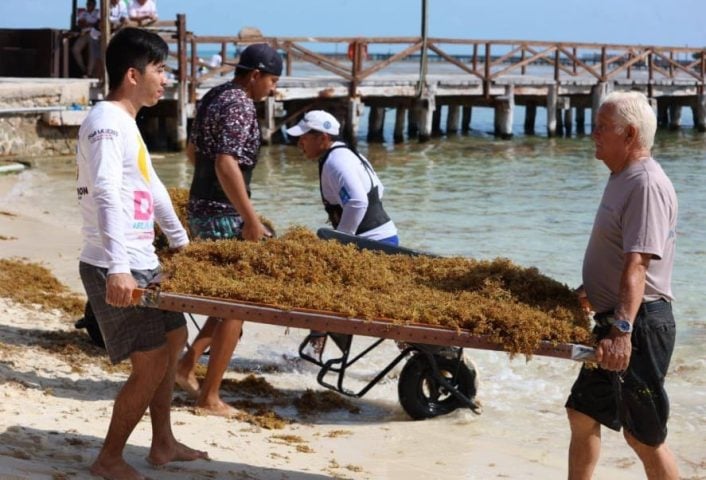 Zofemat warriors on the front line removing unusual inundation of sargassum