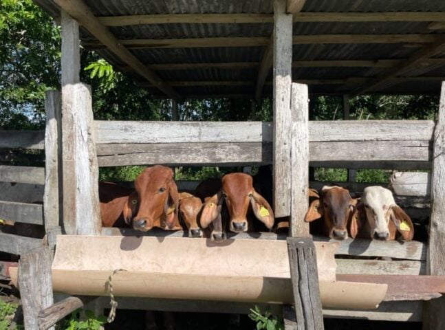 Secretary of Agriculture says Mexican cattle exports to U.S. reopening
