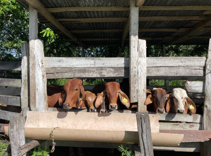Secretary of Agriculture says Mexican cattle exports to U.S. reopening