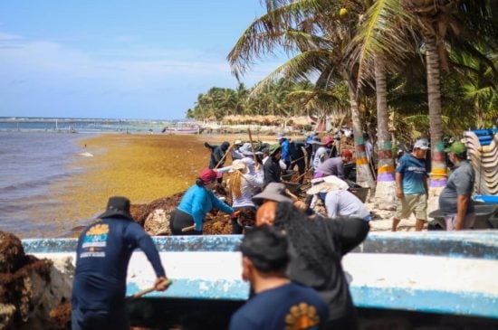 Costa Maya hotels reporting 5 percent sargassum cancellation rates