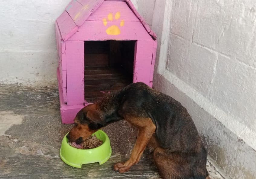 Street dog found with snout of quills recovering in Chetumal shelter
