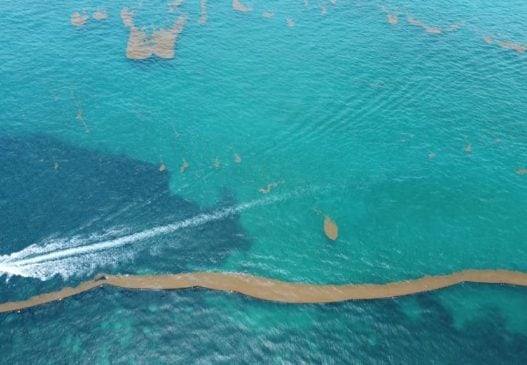 Quintana Roo gets a much needed Sargassum breather with significantly lessened incoming