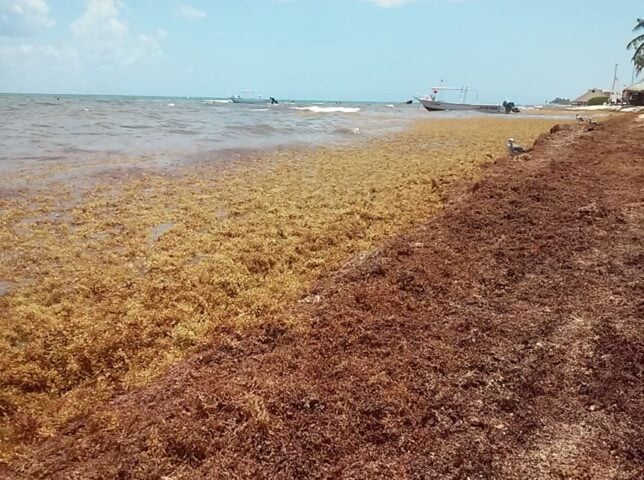 Authorities scouting for suitable locations for additional sargassum recycling centres