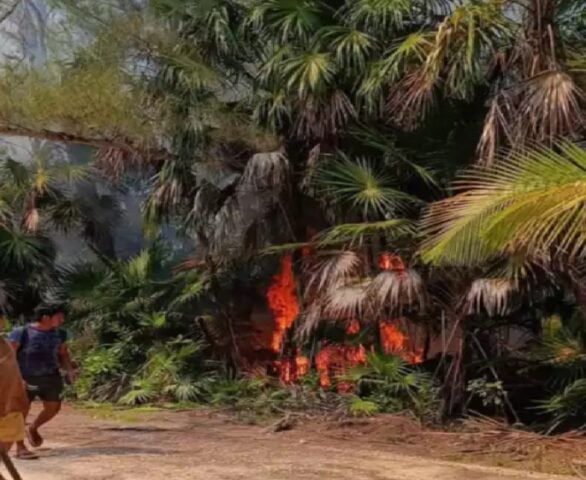 Forest fire consumes nearly half a hectare of Tulum's Sian Ka'an Reserve