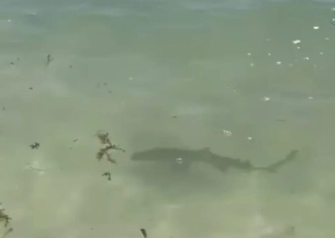 Civil Protection monitoring Playa del Carmen beaches after shark pup sighting