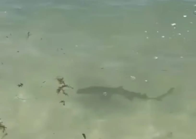 Civil Protection monitoring Playa del Carmen beaches after shark pup sighting