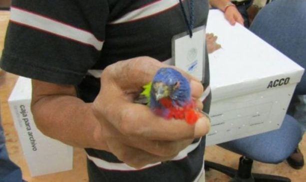 Spanish traveler heading for Germany arrested at Cancun International with 168 live birds in suitcase
