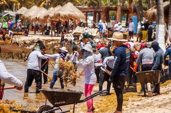 Marina reports nearly 260 tons of sargassum cleared from Costa Maya beaches in one week