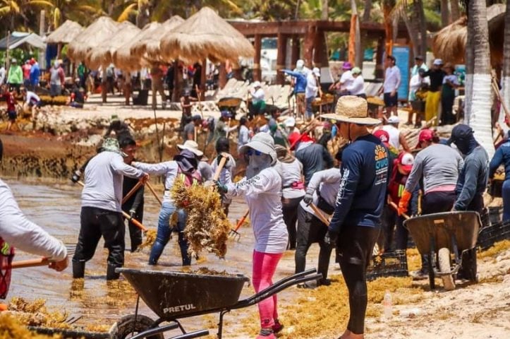 Marina reports nearly 260 tons of sargassum cleared from Costa Maya beaches in one week