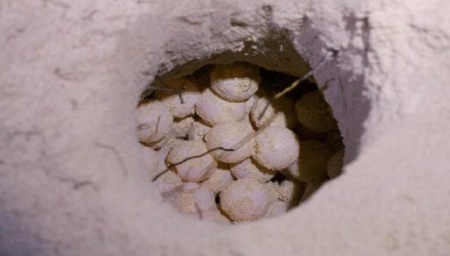 Quintana Roo protecting more than 13,000 sea turtle nests along coast
