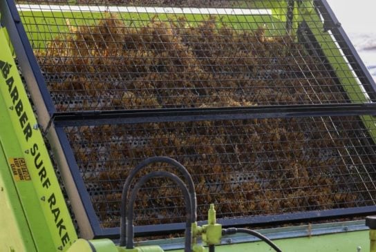 Sustainable Management: Mexico categorizes sargassum as a fishery resource for live use