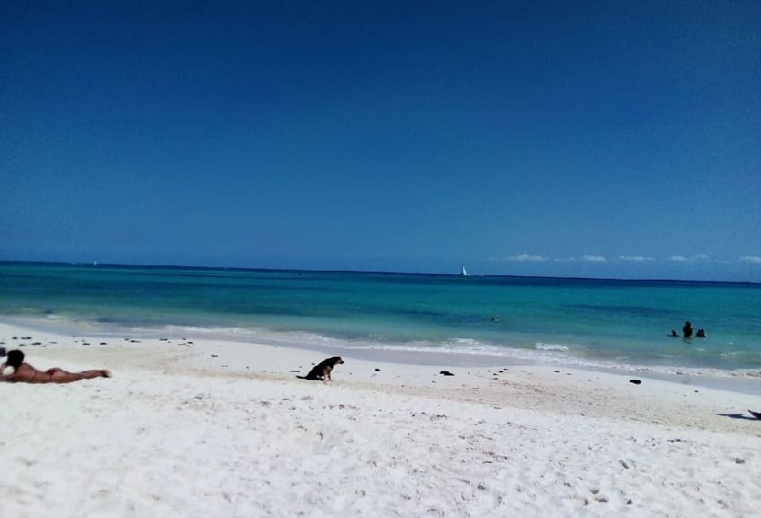 PDC's Xcalacoco could become city's second designated dog beach