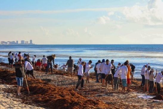 More than 500 participate in third mass Cancun sargassum removal