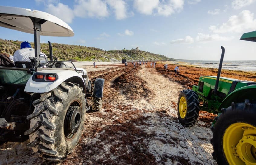 It ain’t all bad: Sargassum creates at least 35 more temporary beach cleaning jobs