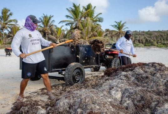 Zofemat collects more than 200 tons from Tulum beaches